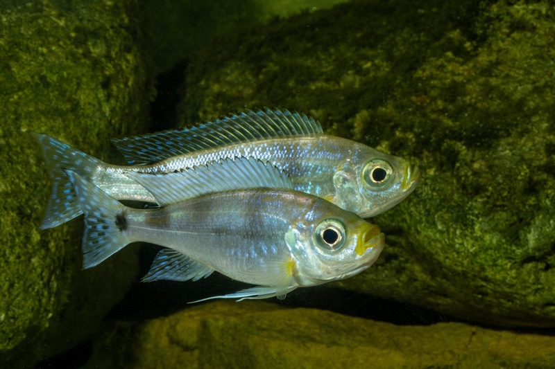 Haplotaxodon trifasciatus 'Izinga'